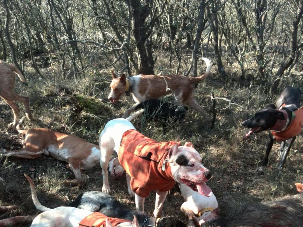 Aragón pretende prohibir la caza con perros "peligrosos"