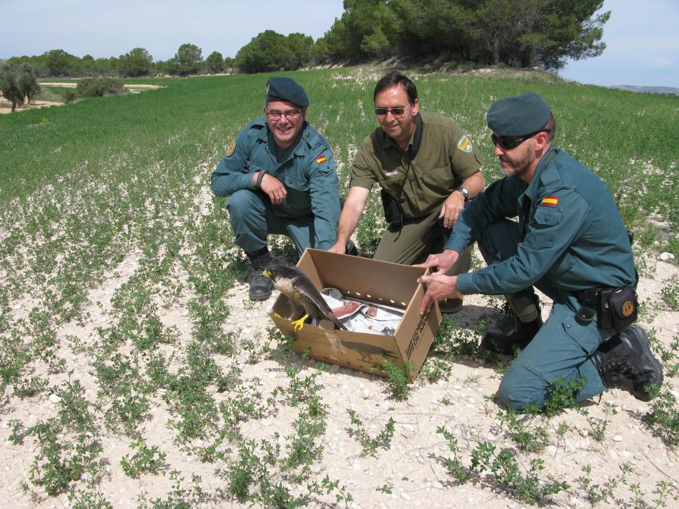 Los Agentes de Protección de la Naturaleza liberan al halcón recuperado en La Alfranca.