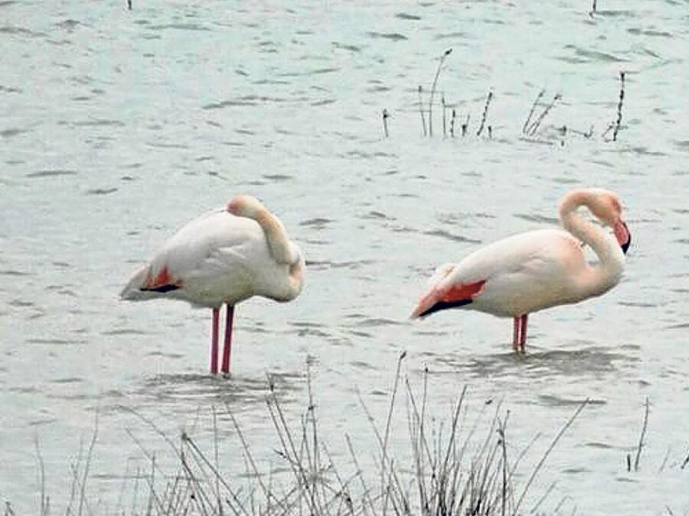 La pareja de flamenco en el embalse de Monteagudo de las Vicarías