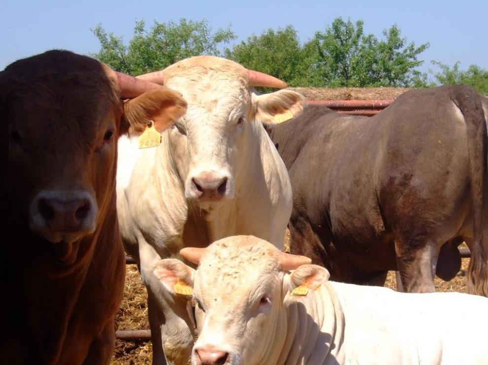 Vacas en la explotación agropecuaria de Biota.