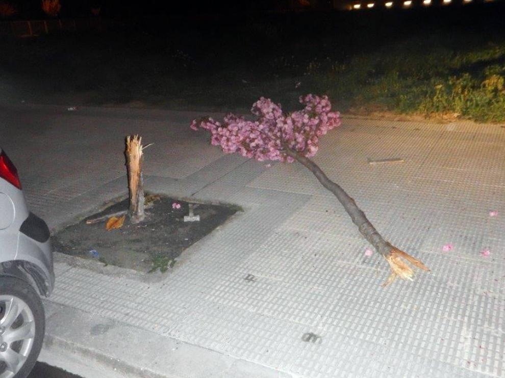 El árbol partido con martillo y cincel en Pamplona