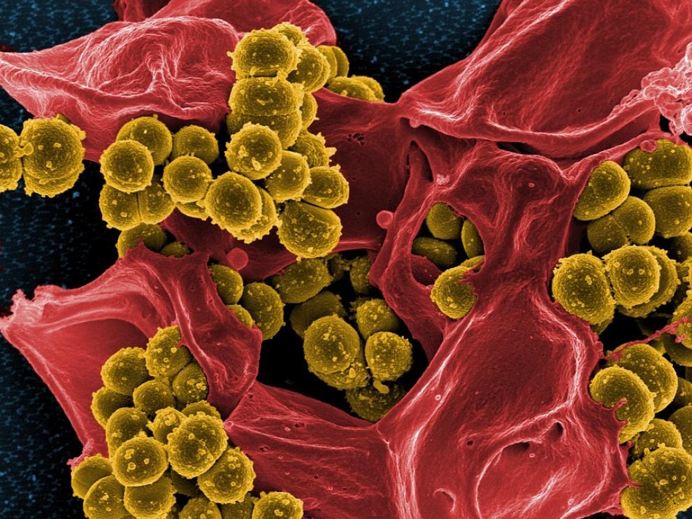 Más allá de la dieta, por lo menos 19 tipos de medicamentos -algunos de los cuales son ampliamente utilizados- tienen un impacto en la diversidad del microbioma.