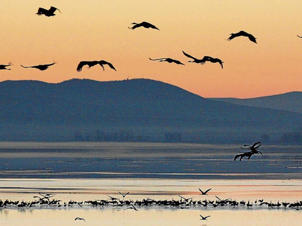 Aves de Gallocanta.
