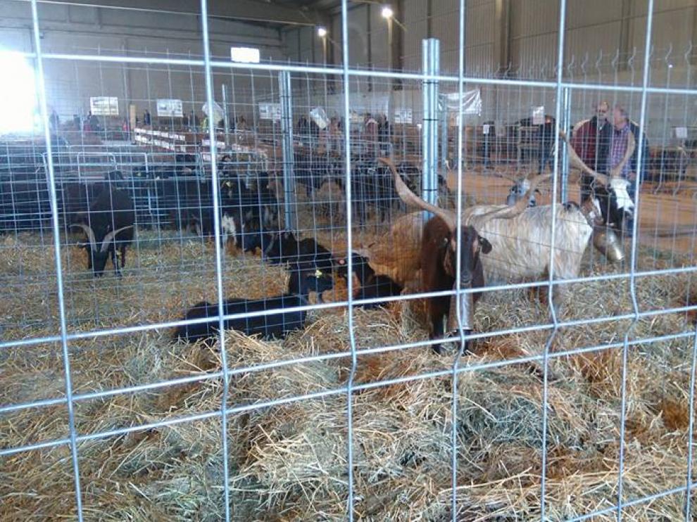 La Feria Agrícola, Comercial y Ganadera de Valdejalón en Épila.