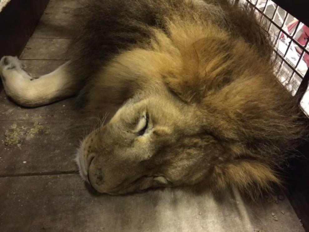 Simba duerme en el viaje