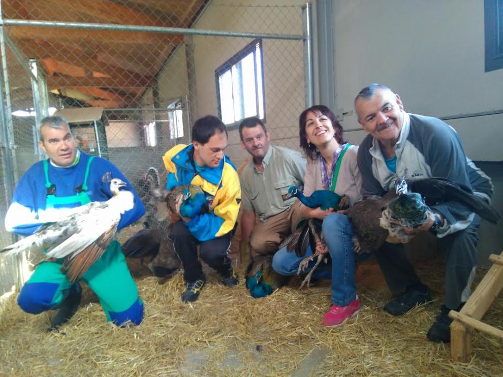 Llegada de los cinco pavos reales a la granja escuela de Atades en Martillué.