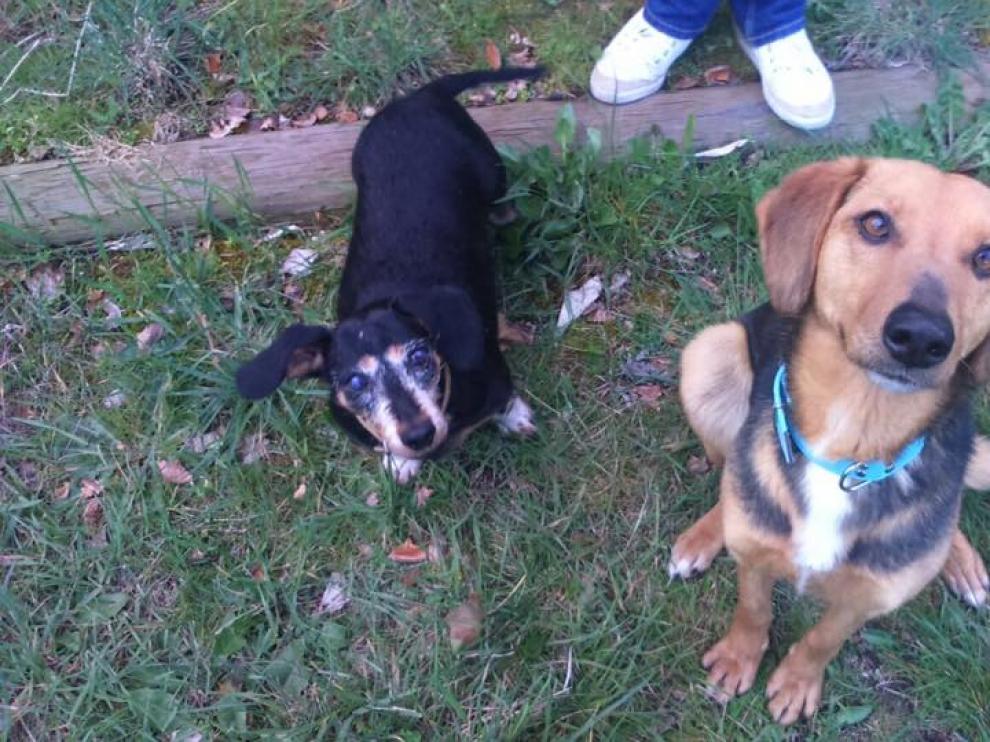 Luna es uno de los canes afortunados que ha encontrado una familia gracias a Soriadopción