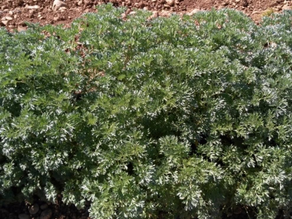 La plantación de ajenjo en Luesia.