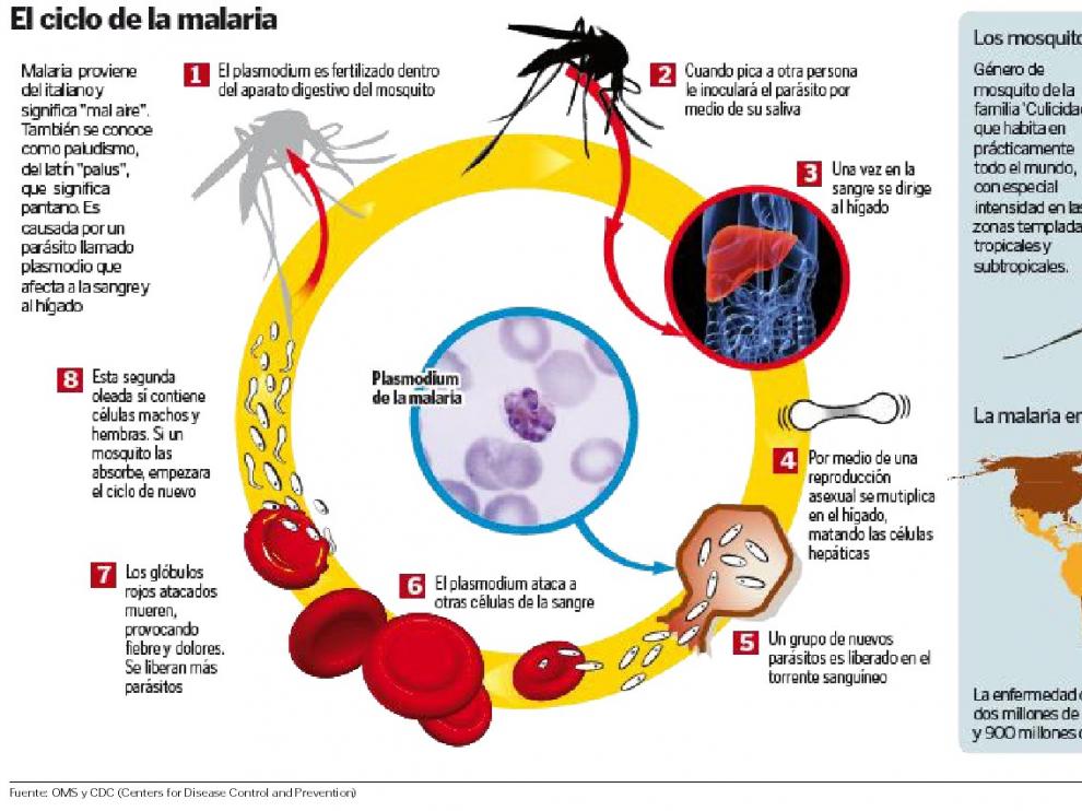 El ciclo de la malaria.