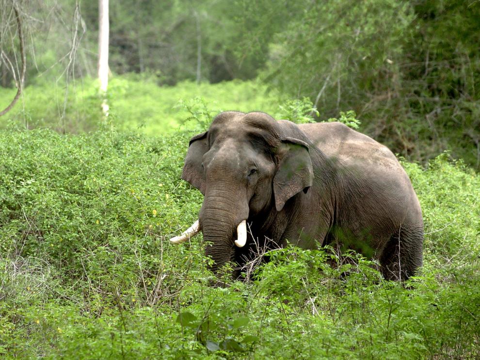 El elefante es uno de los animales más grandes que hay en la Tierra.