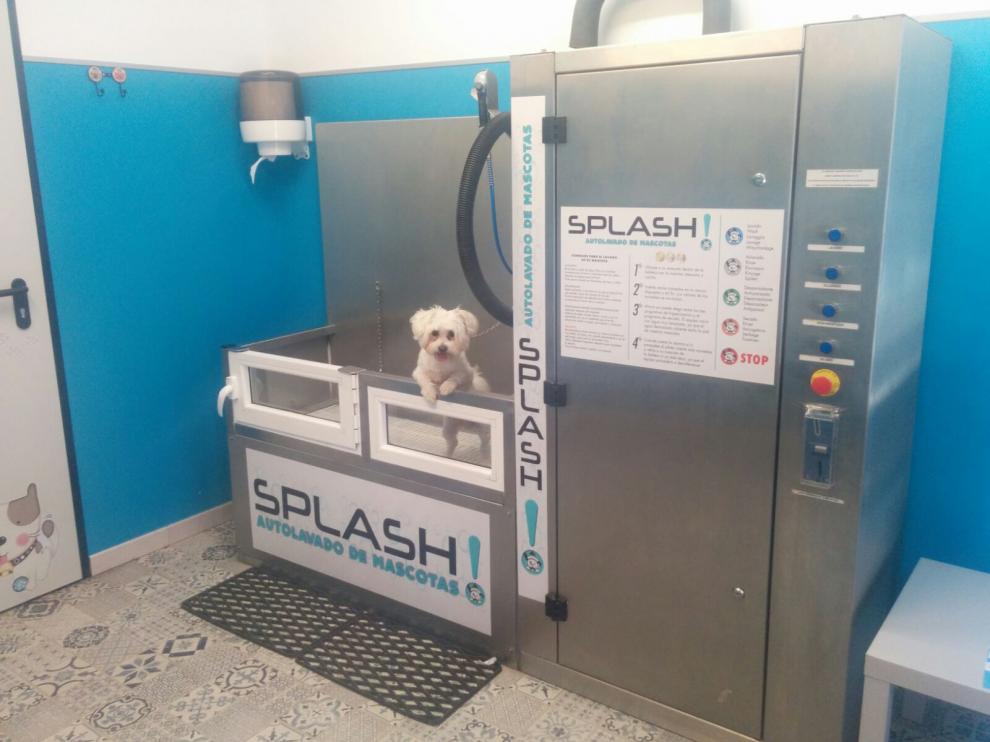 Zaragoza se suma al auto-lavado para mascotas