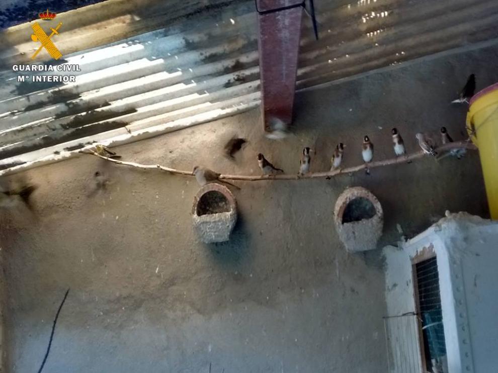 En el interior de la finca encontraron 16 ejemplares de jilgueros, verdecillos y verderones.