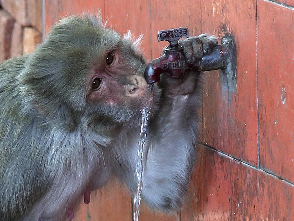 Un mono bebe agua en una fuente durante un día caluroso en Jammu, India.