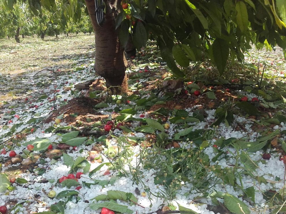 El pedrisco ha destruido gran parte de la cosecha de cereza.