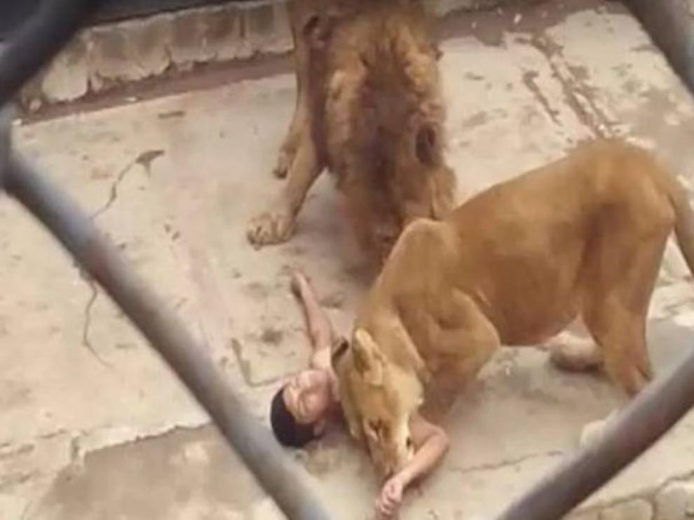 Momento en el que el joven es atacado por dos leones.