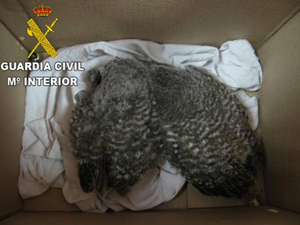 Se activó el protocolo de recuperación de animales silvestres recuperados.