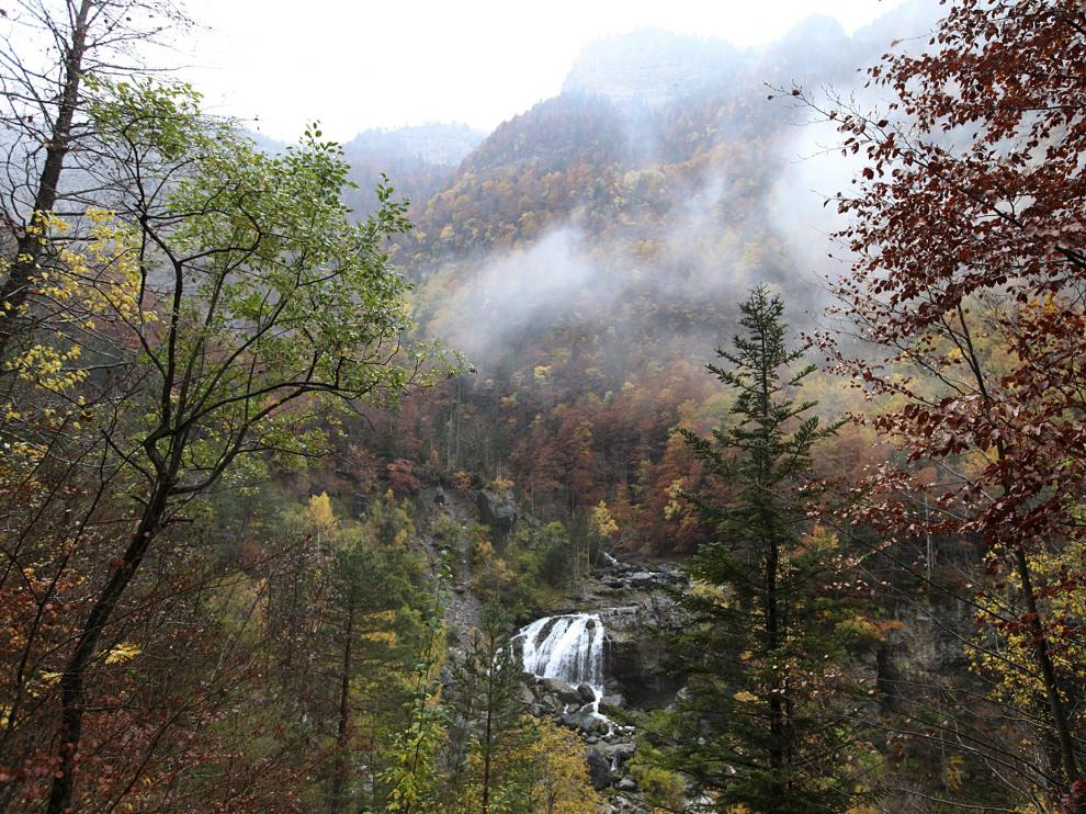 Un bosque, en el Parque Nacional de Ordesa.