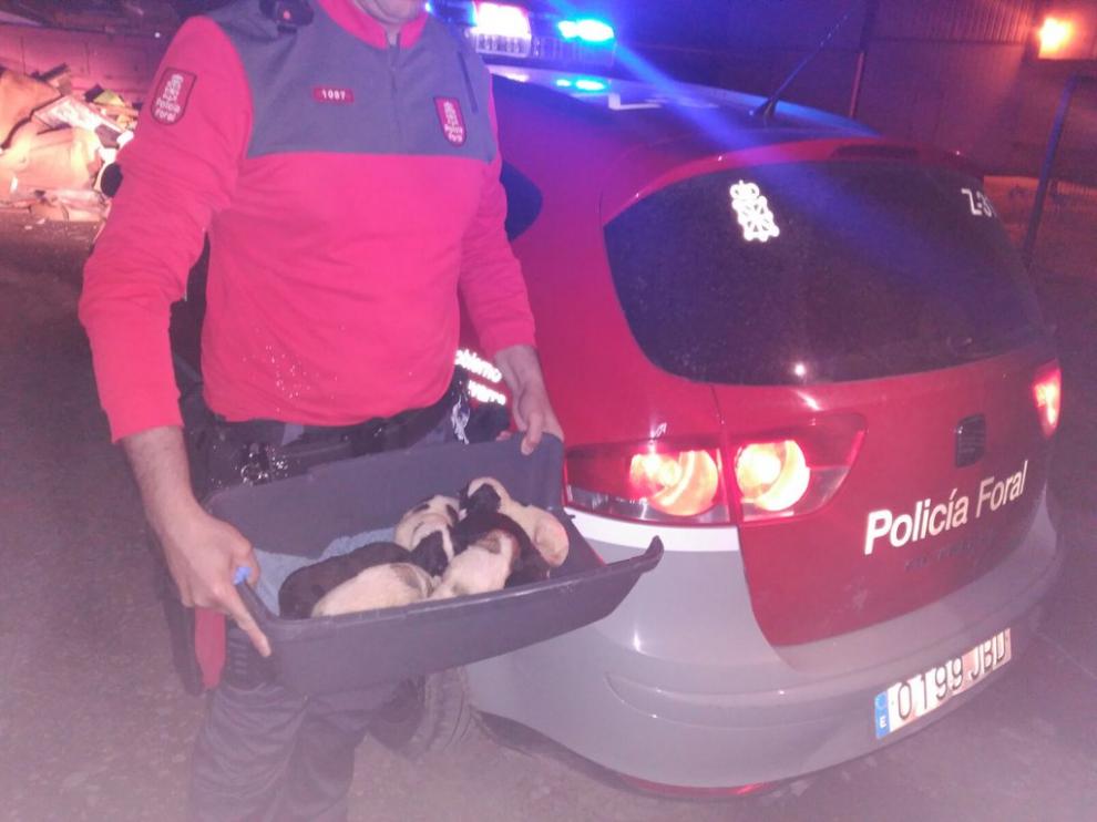 Cachorros, rescatados por la Policía