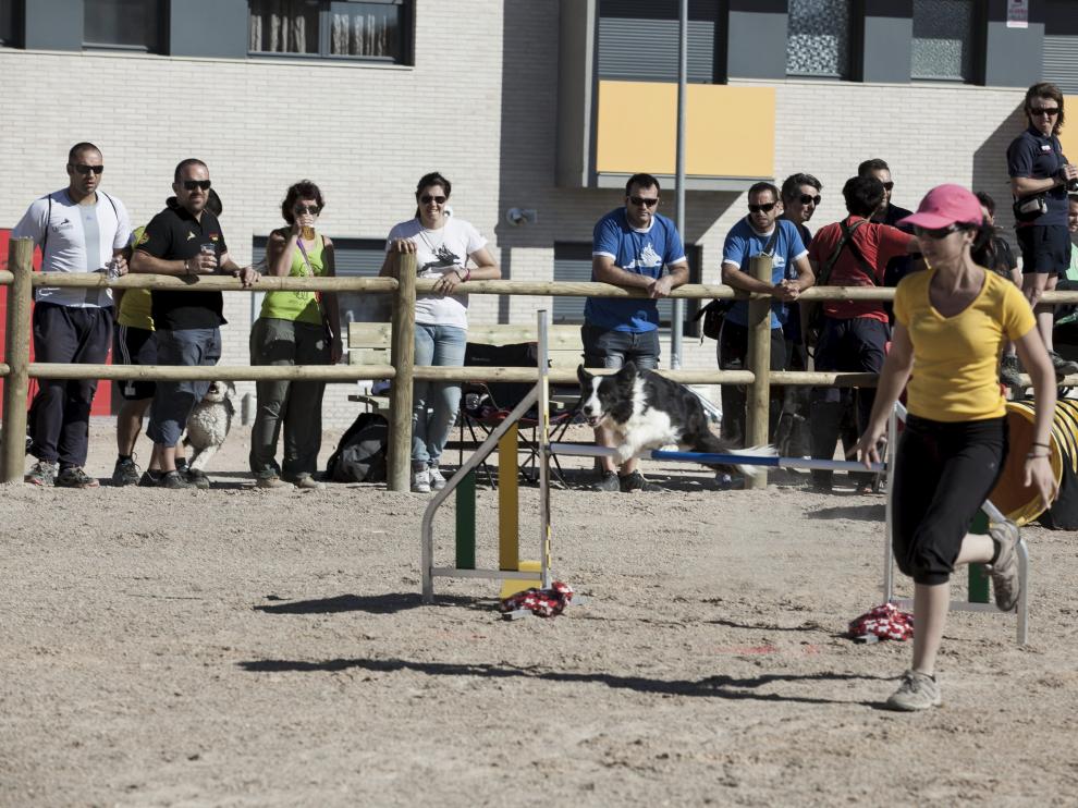 El Ayuntamiento inauguró en 2014 el parque canino más grande de Aragón con una competición de 'agility' (en la imagen). Es una zona de recreo y esparcimiento para perros que pretendía concienciar a los dueños de la necesidad de censar a sus animales.