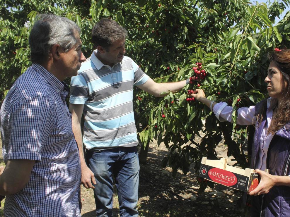 Daños en la cereza. Manuel Rausa, Sergio de Dios y Alicia Millanes observan los daños que las lluvias han provocado en variedades tempranas de cereza en una finca situada en Torrente de Cinca.