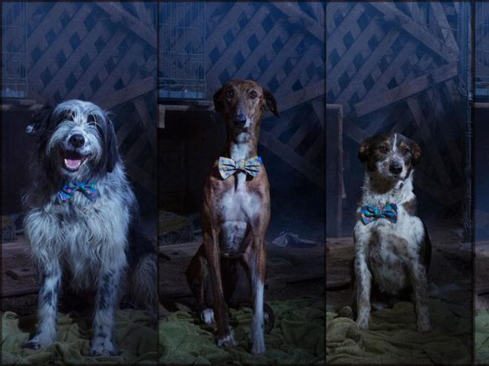 Los cuatro perros protagonistas de 'Cuando Lucas encontró a Eva'.