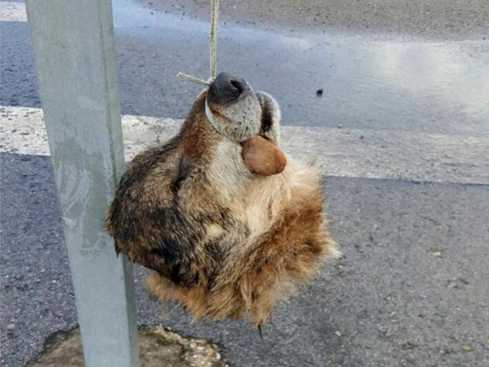 Cabeza de lobo colgada de una señal de tráfico en La Doriga, concejo de Salas (Oviedo).