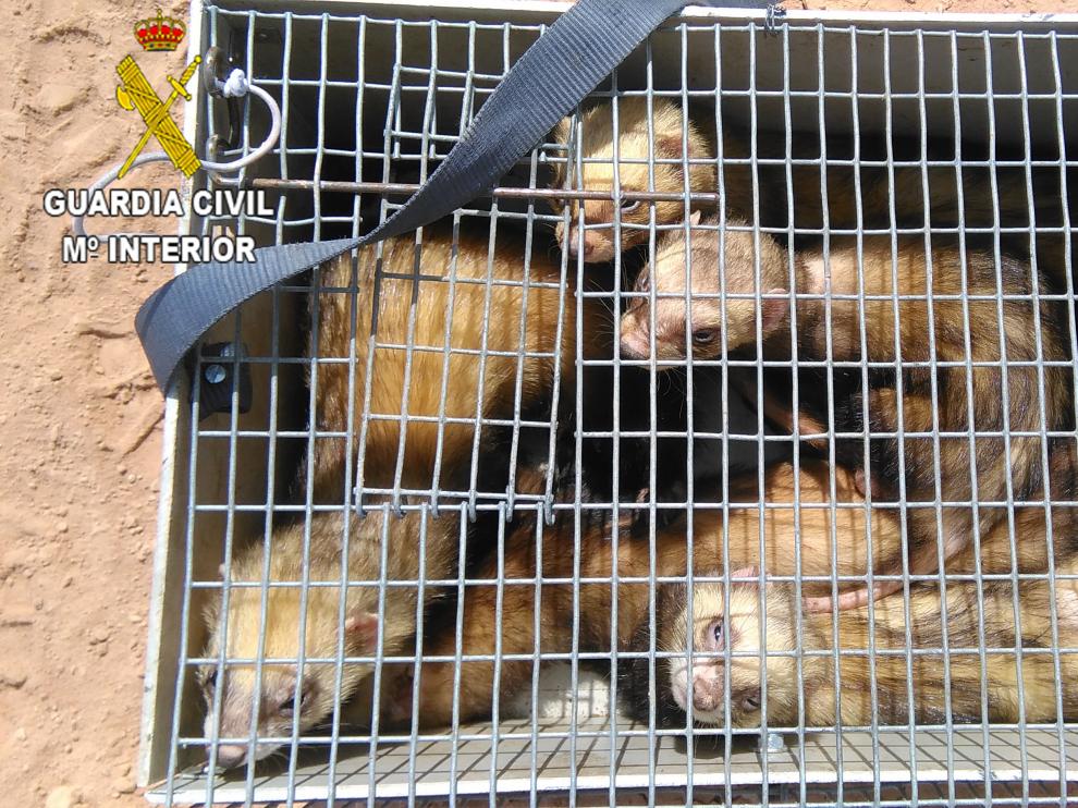 Hurones utilizados por los denunciados para la caza de conejos.