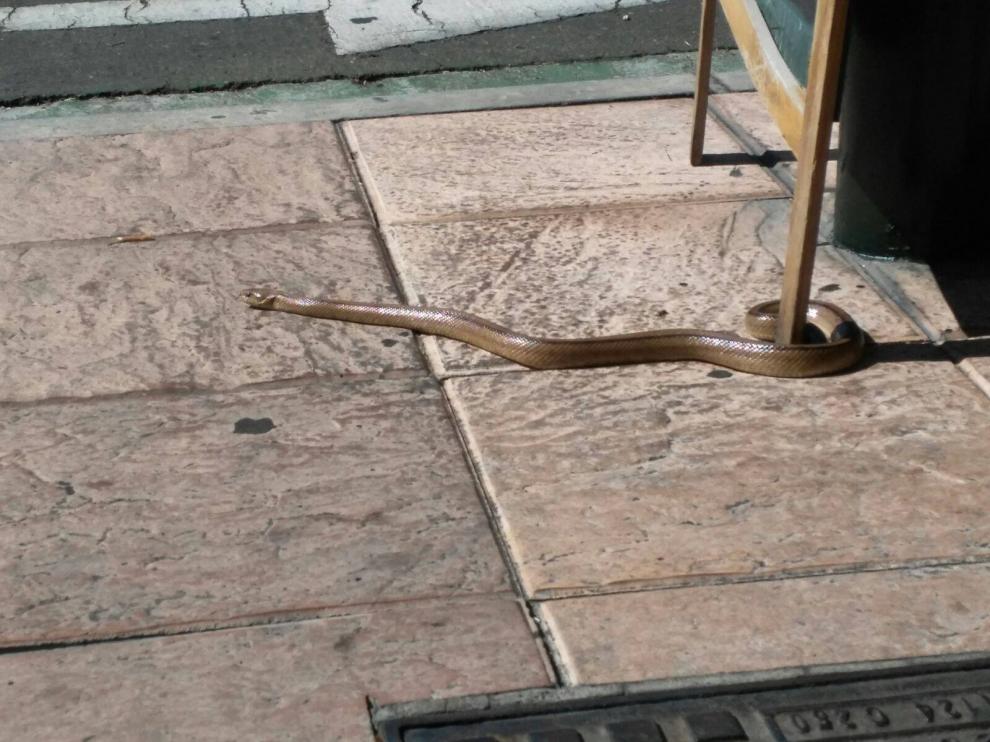 Culebra de escalera aparecida en el barrio de Las Fuentes