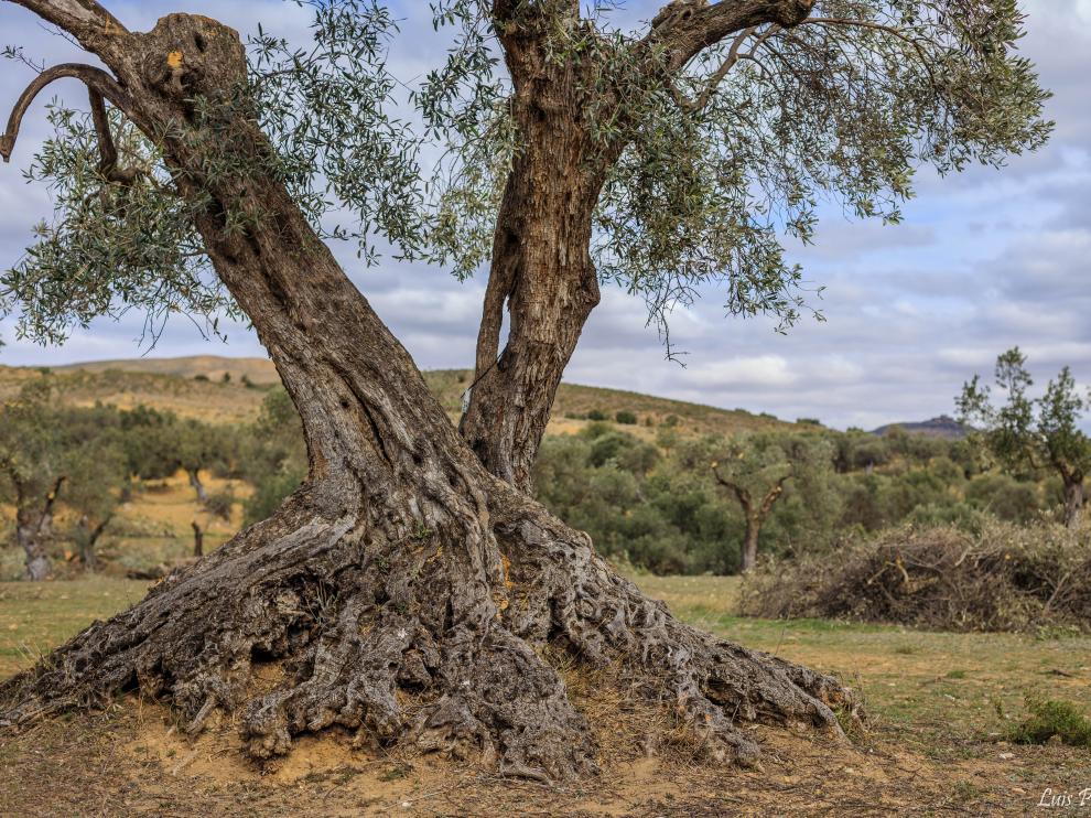 Apadrinaunolivo.org ha recuperado 4.500 olivos en Oliete (Teruel)