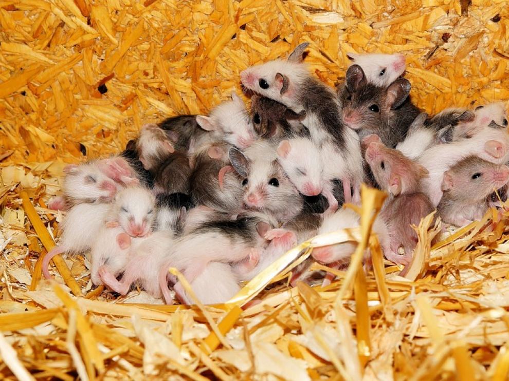Ratones