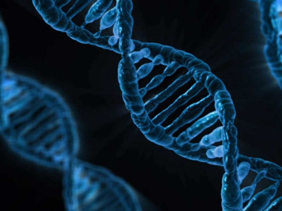 Interrumpir el ciclo de estos genes puede provocar envejecimiento
