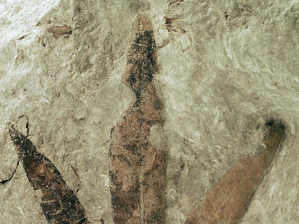 Se trata de la primera cita de este género de plantas cretácicas en Eurasia Occidental.