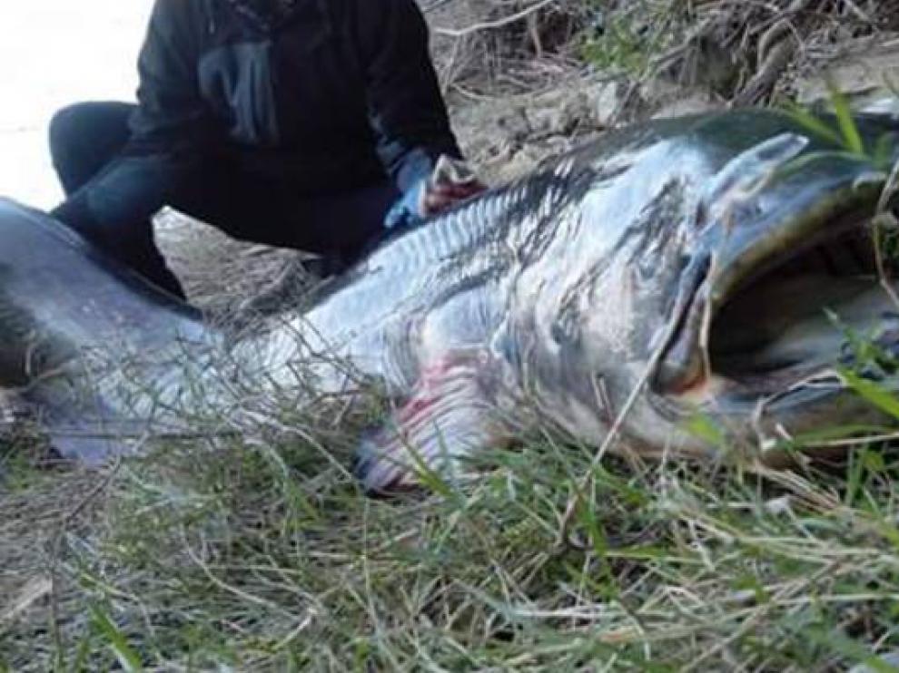 Siluro capturado en aguas aragonesas.