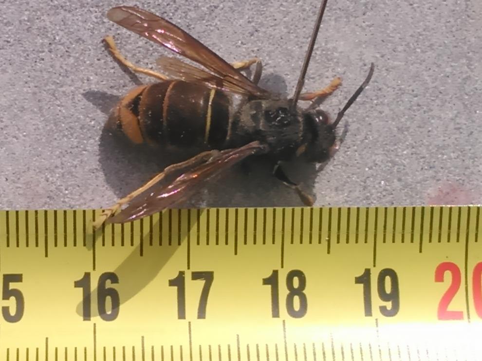 Uno de los ejemplares de avispa asiática localizados por agentes de Protección de la Naturaleza.