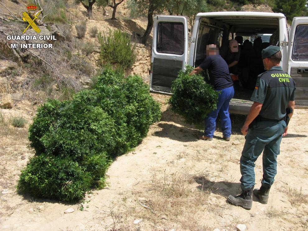 Los agentes de la Guardia Civil recogen los fardos de lentisco recolectados sin autorización en Calaceite.