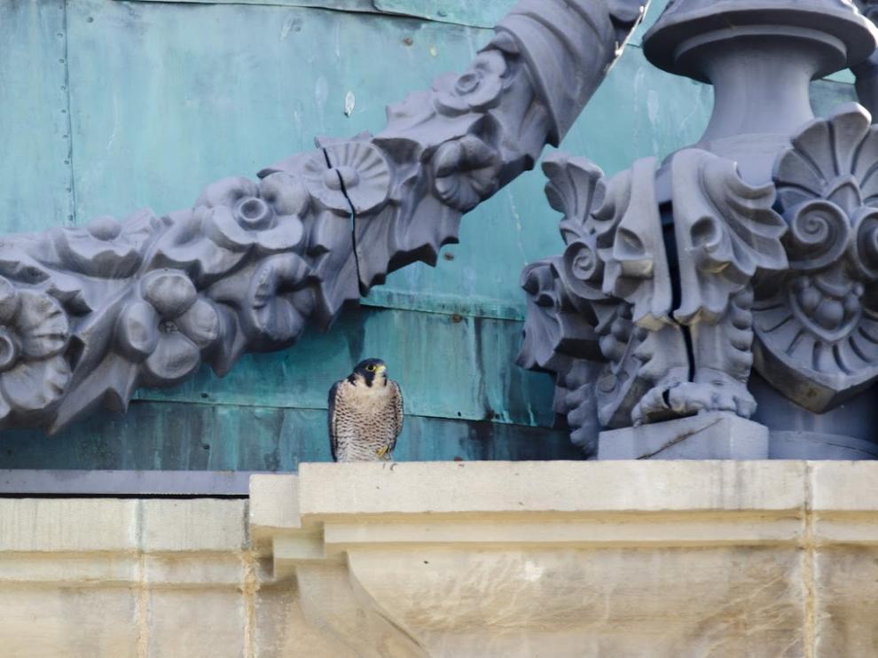 Halcón peregrino en la plaza del Pilar