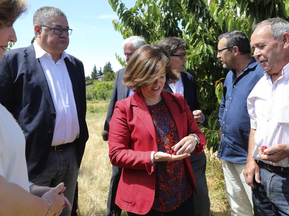 Soraya Sáenz de Santamaria, en un campo de cerezos