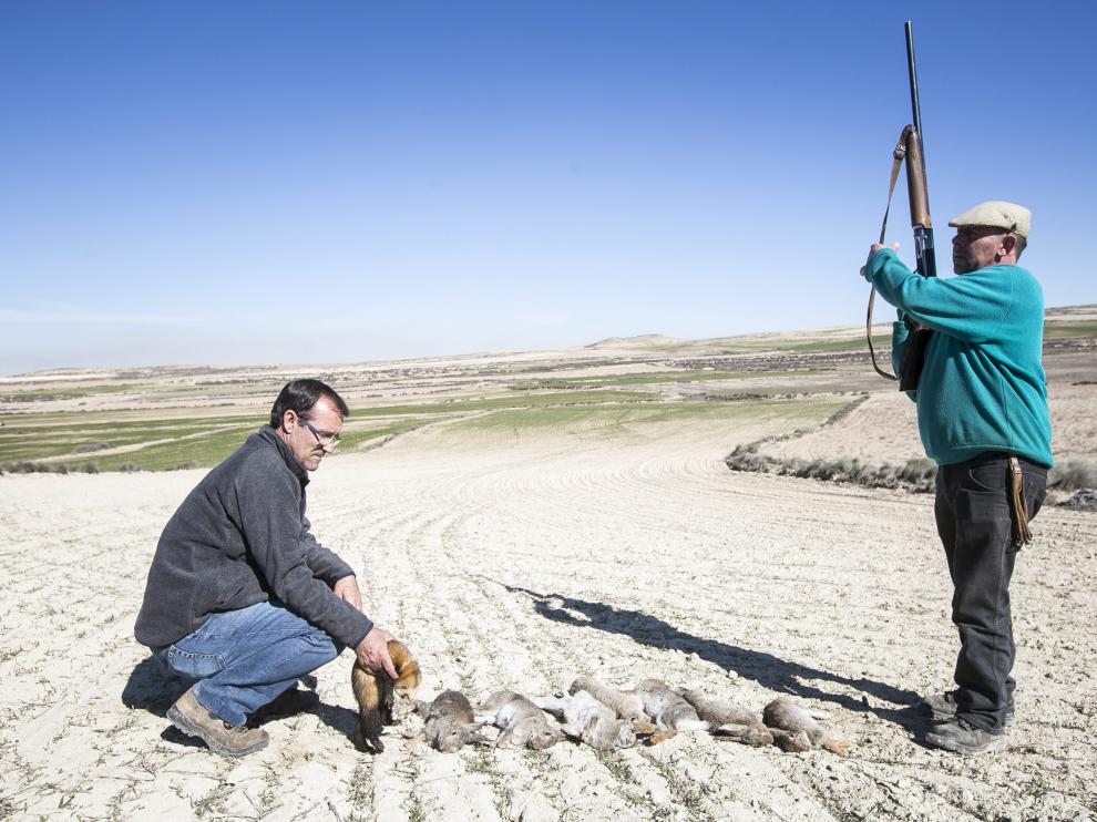 Dos cazadores de Épila, en un campo arrasado por los conejos en una imagen de febrero.