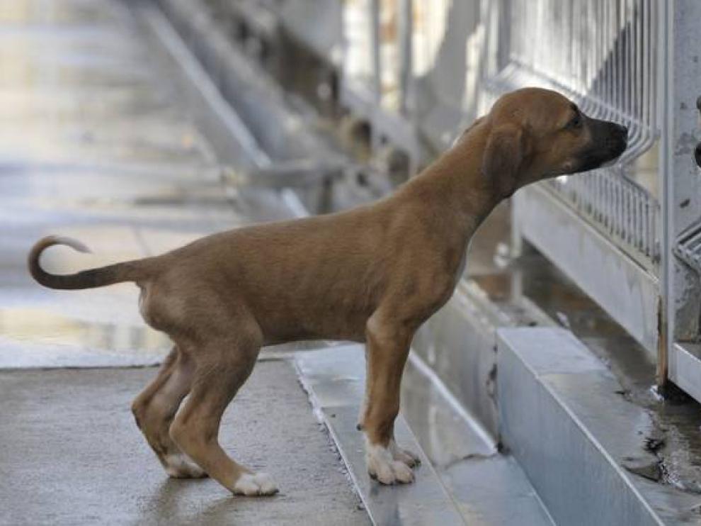 Un perro en el centro de recogida de animales de la DPH.