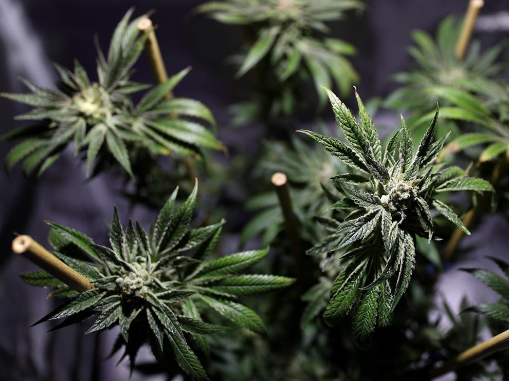 Una planta de marihuana en Oakland, California.