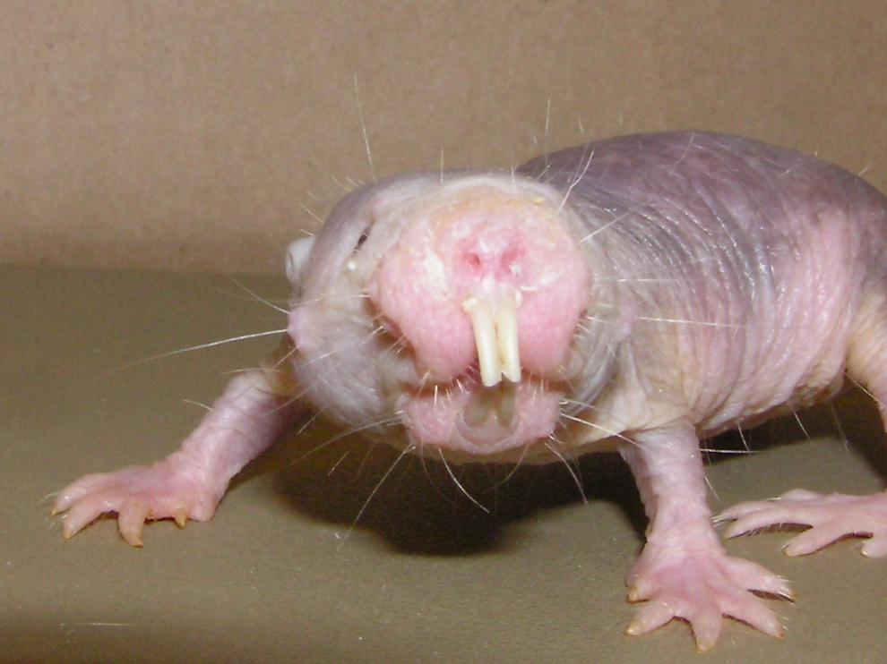 Heterocephalus glaber, la rata topo lampiña