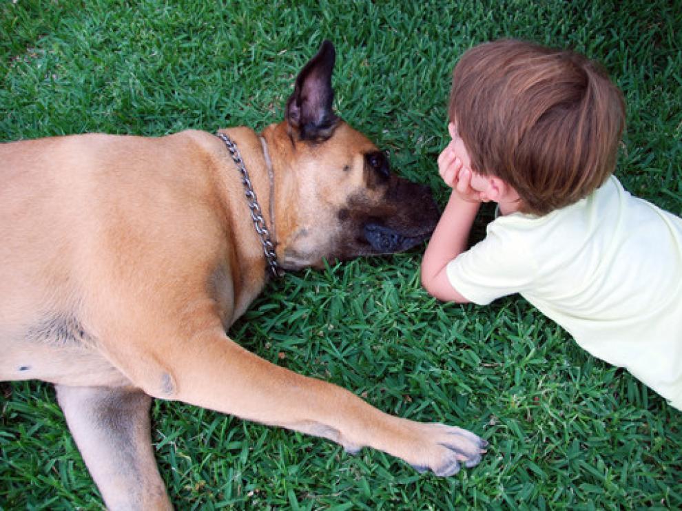 A Coco, una hembra de Bullmastiff de seis años, se le extirpó hace cuatro años un tumor en el ovario y recibió cuatro sesiones de quimioterapia en el Hospital Clínico Veterinario de la UAX.