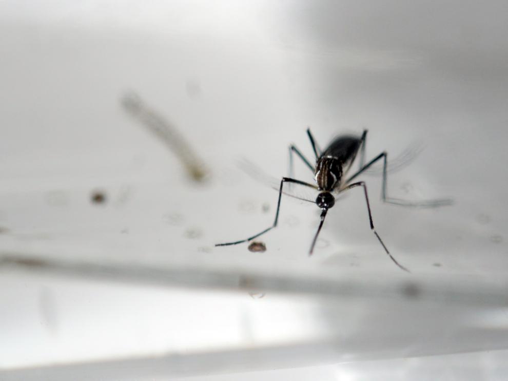 Un mosquito Aedes Aegypti, fotografiado en un laboratorio de San Salvador.