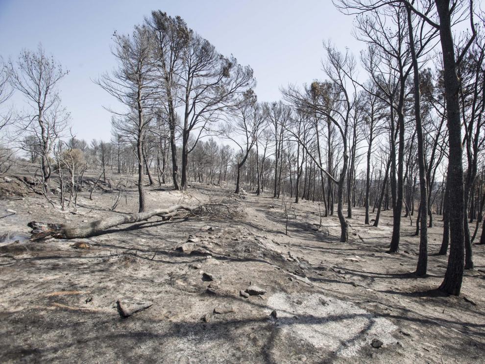 Julio de 2015. Unas 7.000 hectáreas de superficie forestal, principalmente arbolada, quedaron arrasadas por el fuego. En la imagen, un pinar próximo al núcleo de Farasdués en los días posteriores a la catástrofe. Se estima que en unos siete años esta espe