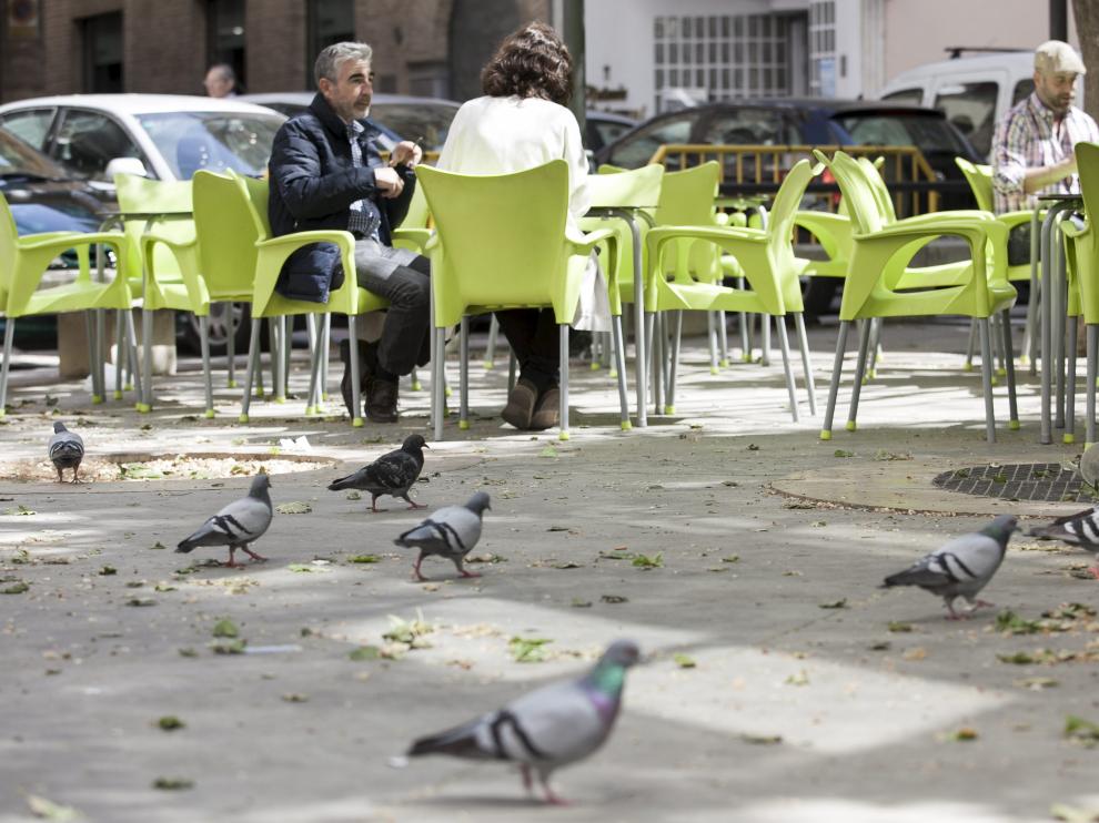 Las palomas, esas compañeras de parque y terraza.