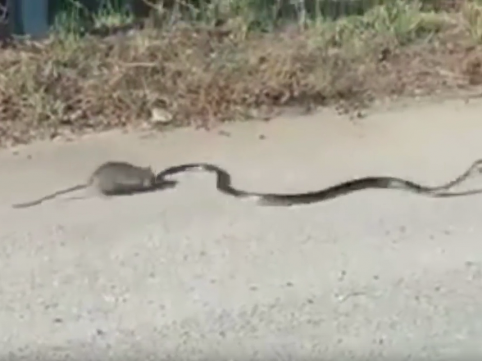 Una rata se enfrenta a una serpiente para salvar a su cría.