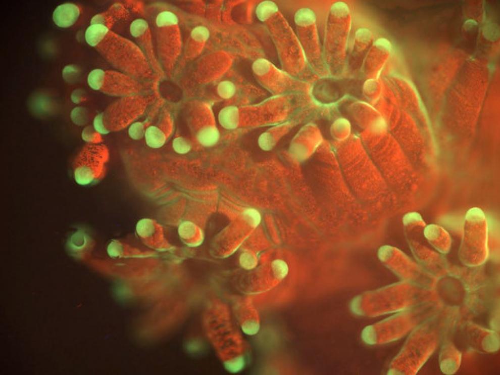 Imagen del coral Pocillopora damicornis bajo iluminación fluorescente.