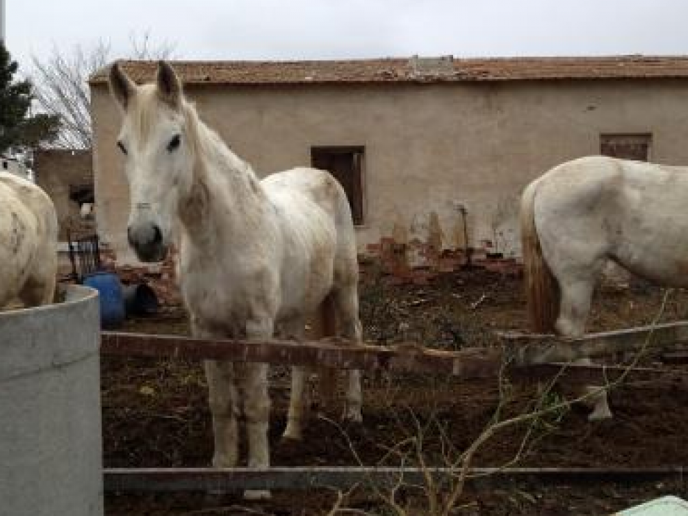Algunos de los caballos maltratados.