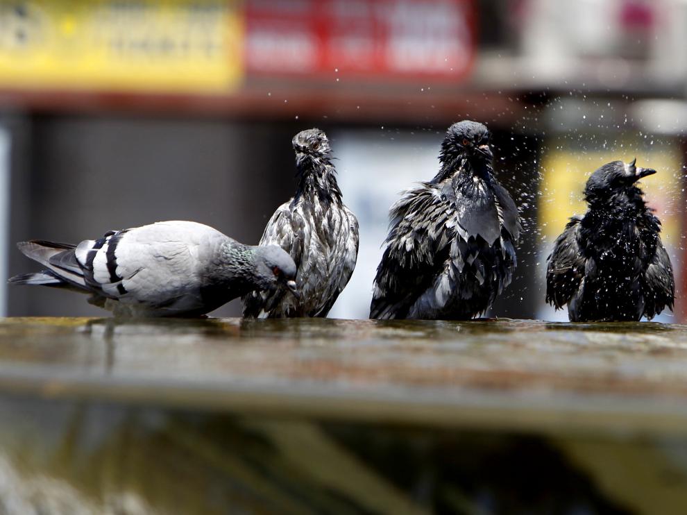 Incluso las palomas tienen que refrescarse en una fuente