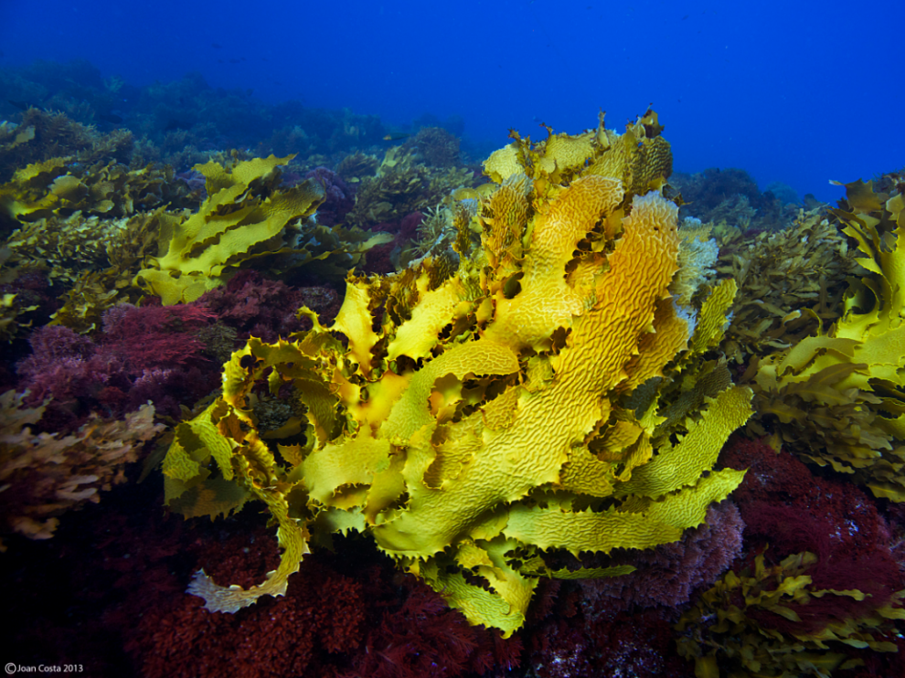 Bosque de kelp sano.